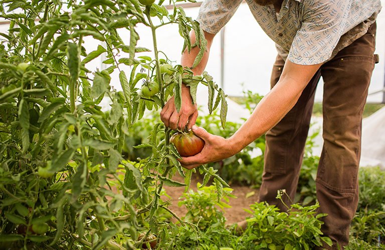 193. organic vegetable farming project