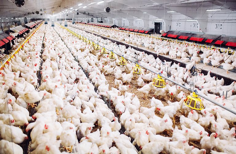 198. Poultry farm for egg production