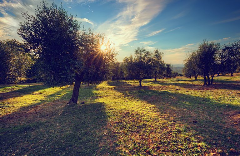 200. Fruit tree planting project (e.g. olives and oranges)