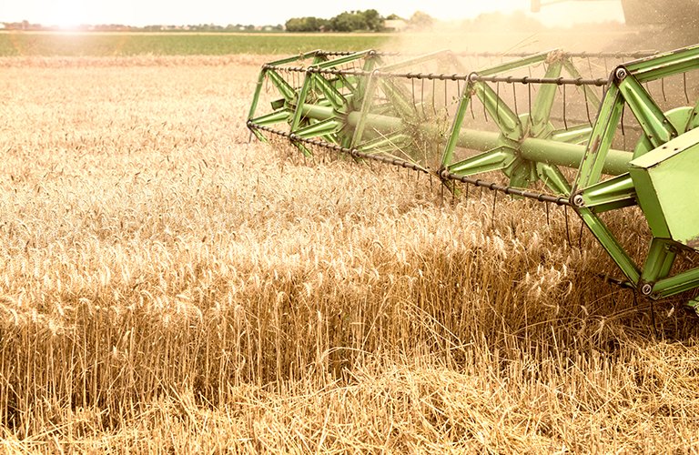203. A farm project to grow whole grains (such as wheat and oats)
