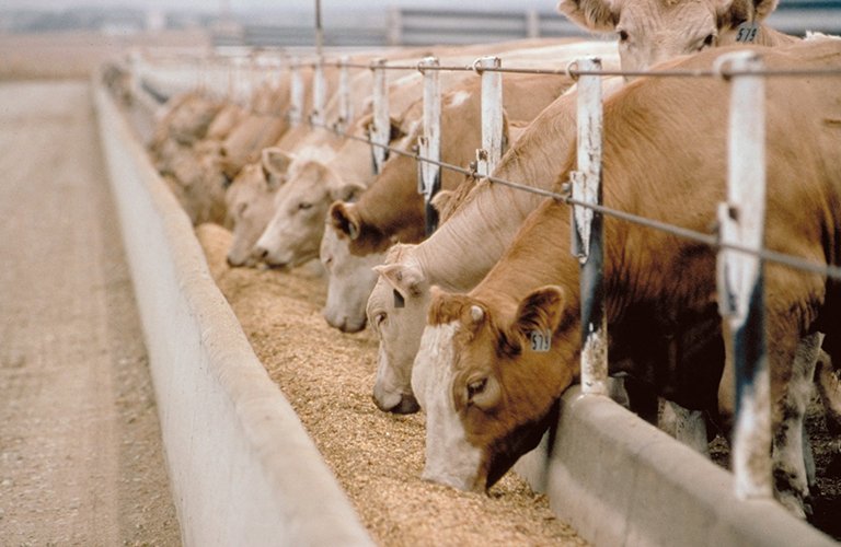 204.Livestock farming project (cows and sheep)