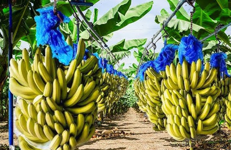 206. tropical fruit cultivation project such as bananas and mangoes