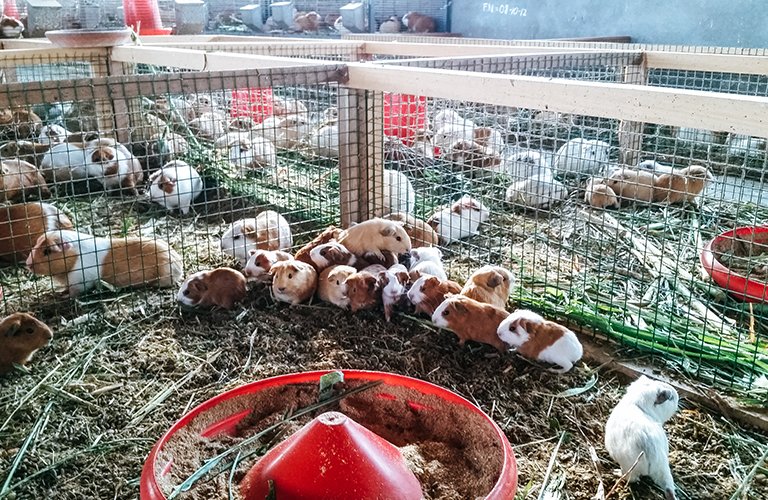 208. Rabbit farming project