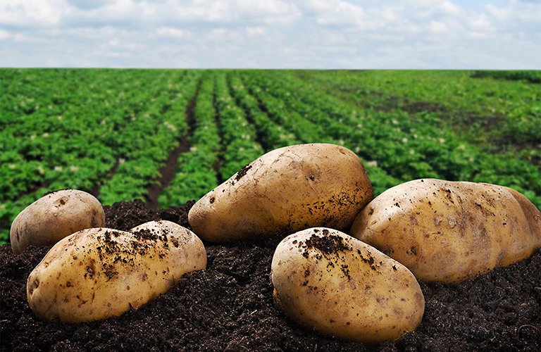 209. potato farming project