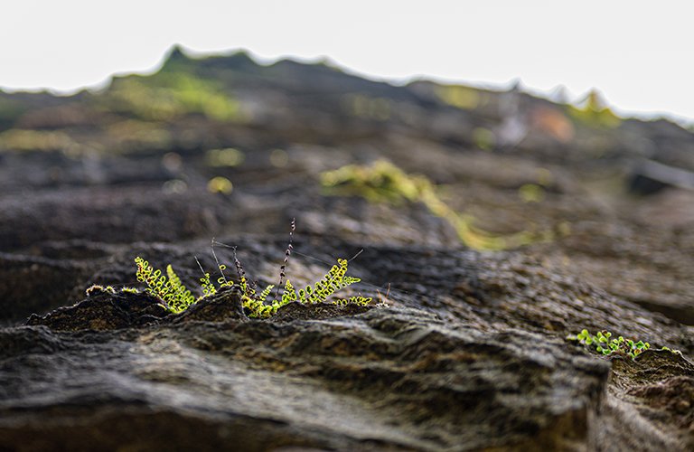 121. Degraded Land Rehabilitation Project