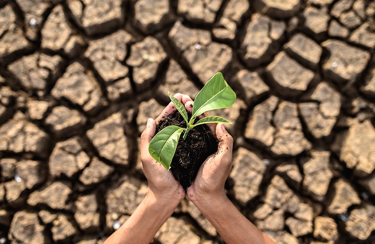125. dryland tree planting project