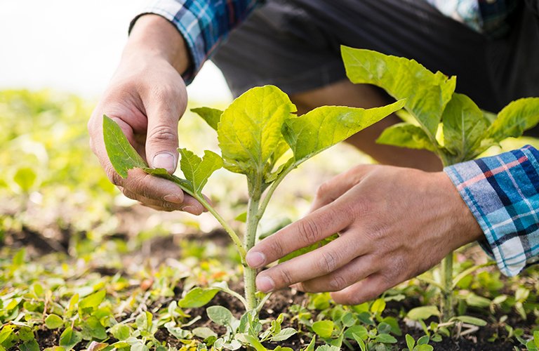 129.Organic Crop Farming Project