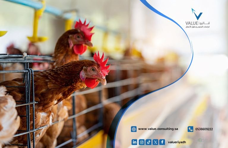 دراسة جدوى مشروع مزرعة دواجن بيولوجية.