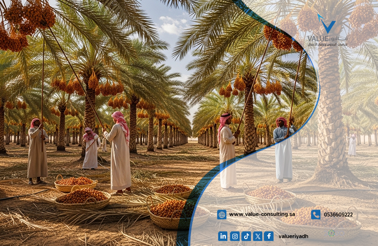 دراسة جدوى مزرعة تمور في الأحساء