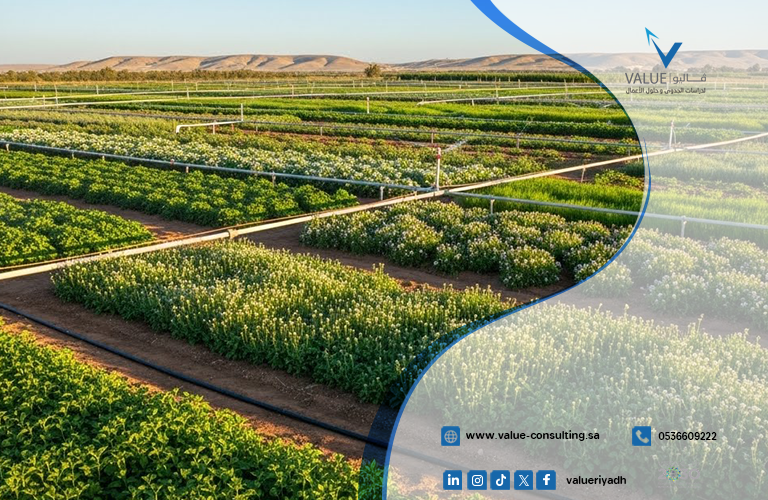 دراسة جدوى مزرعة أعشاب طبية وعطرية